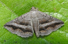 Lesmone griseipennis