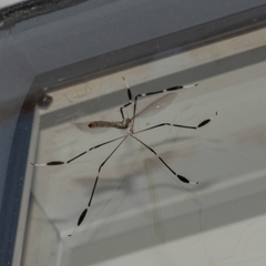 Bittacomorpha clavipes