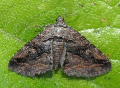 Zaleops umbrina