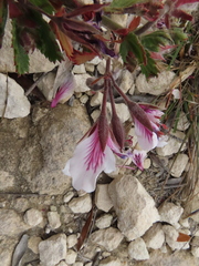 Pelargonium betulinum