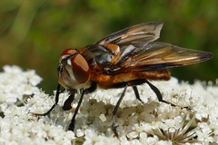 Phasia hemiptera