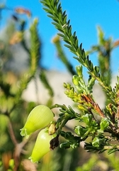 Erica urna-viridis