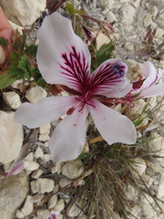 Pelargonium betulinum
