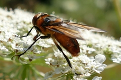 Phasia hemiptera