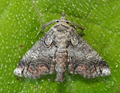 Paectes abrostolella