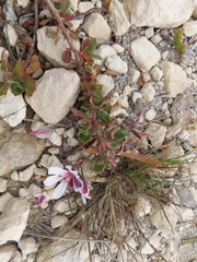 Pelargonium betulinum