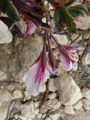 Pelargonium betulinum