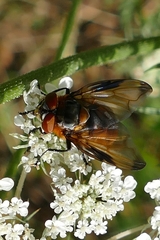 Phasia hemiptera