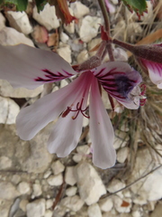 Pelargonium betulinum