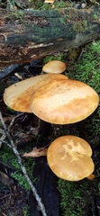 Gymnopilus luteus