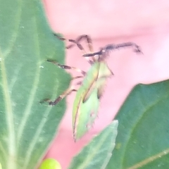 Chariesterus antennator