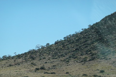 Aloidendron dichotomum