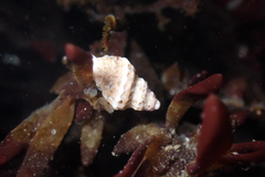 Paciocinebrina atropurpurea