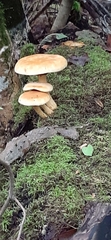 Gymnopilus luteus