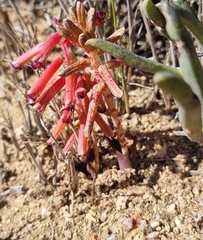 Lachenalia bulbifera