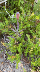 Lilium philadelphicum