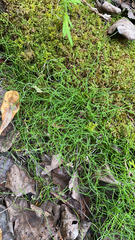 Equisetum scirpoides