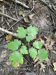 Actaea
