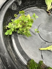 Oxalis exilis