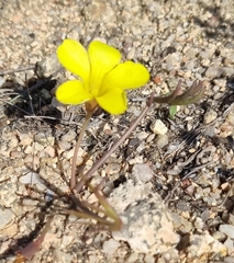 Oxalis flava flava