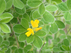 Genista