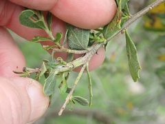 Gnorimoschema baccharisella