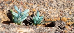 Lachenalia viridiflora