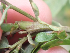 Gnorimoschema baccharisella