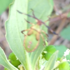 Chariesterus antennator