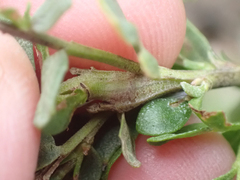 Gnorimoschema baccharisella