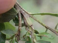 Gnorimoschema baccharisella