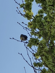 Spinus barbatus