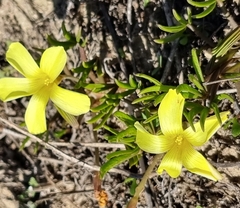 Oxalis flava flava