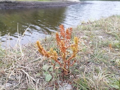 Rumex maritimus