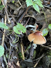Leucoagaricus rubrotinctus