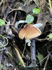 Leucoagaricus rubrotinctus