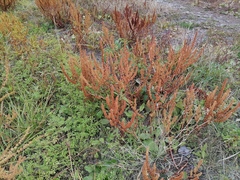 Rumex maritimus