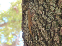 Anolis distichus