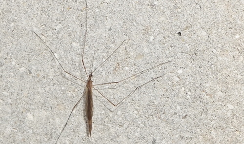 Toxorhina magna photo 3