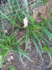 Liriope muscari
