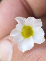 Oxalis fergusonae