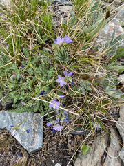 Polemonium pulcherrimum