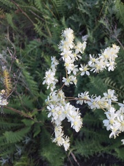 Filipendula vulgaris