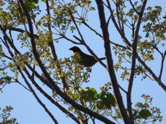 Saltator grandis