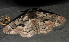 Phaeoura mexicanaria