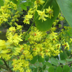 Koelreuteria paniculata