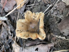 Russulaceae