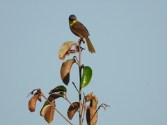 Geothlypis poliocephala