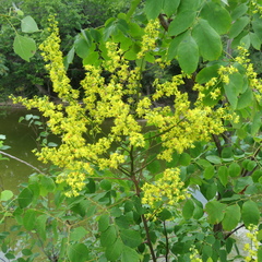 Koelreuteria paniculata