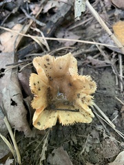 Russulaceae